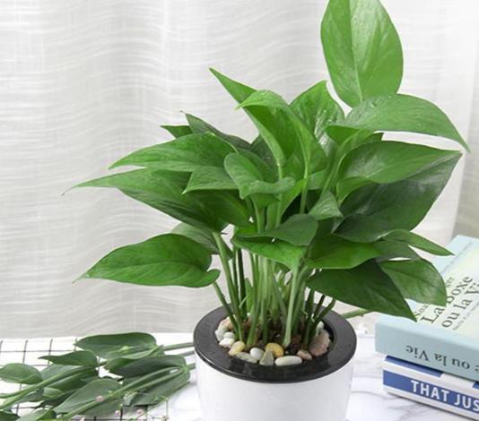 盆栽绿萝怎么养护才能长得快,绿萝为什么是懒人盆栽