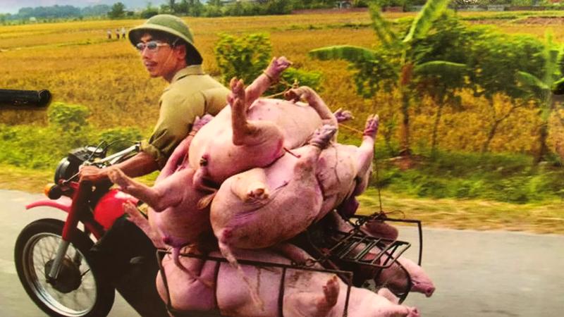 越南男子为何喜欢戴绿色帽子？三个原因深受女性朋友喜爱