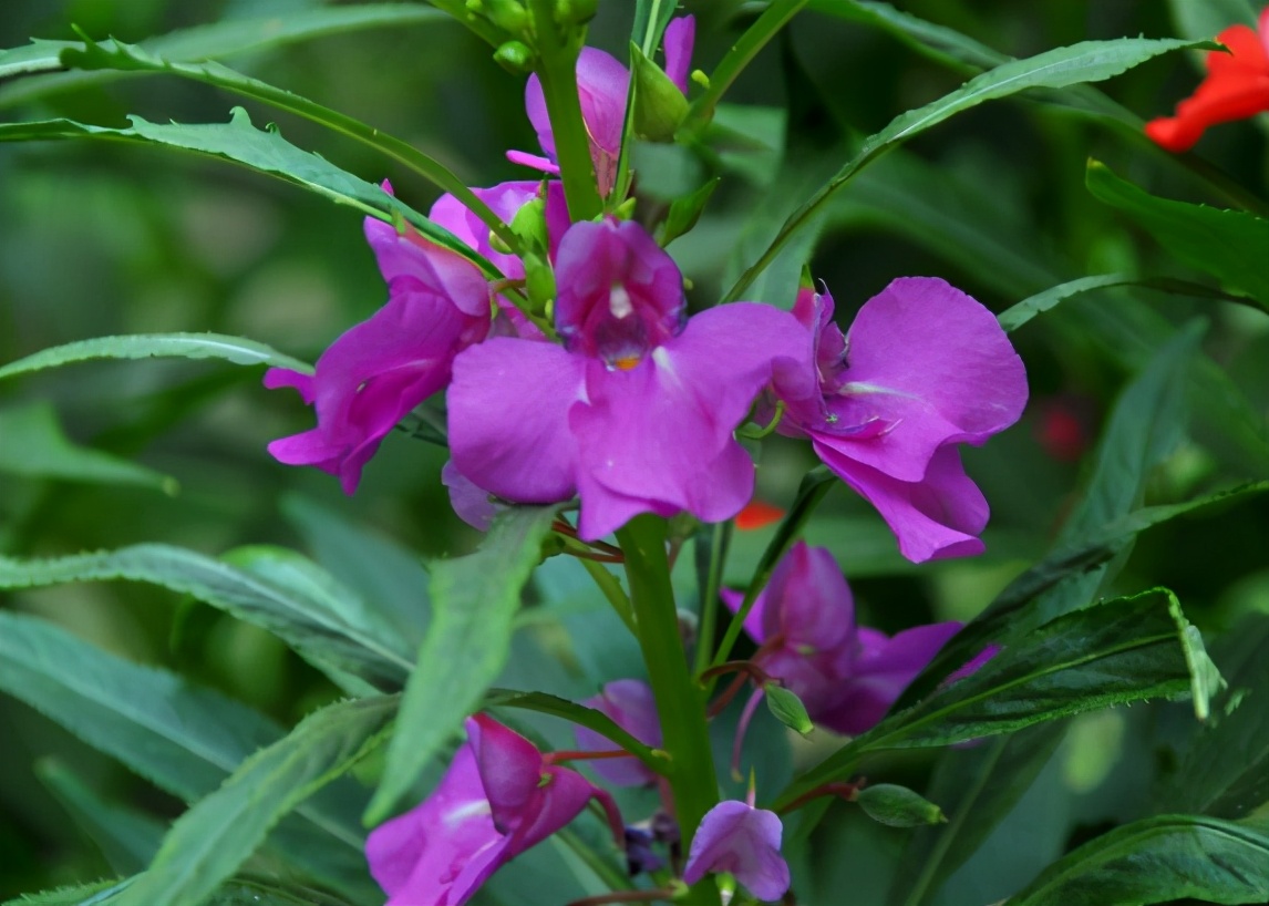凤仙花可以用色素染色吗,凤仙花只有用来染指甲颜色吗