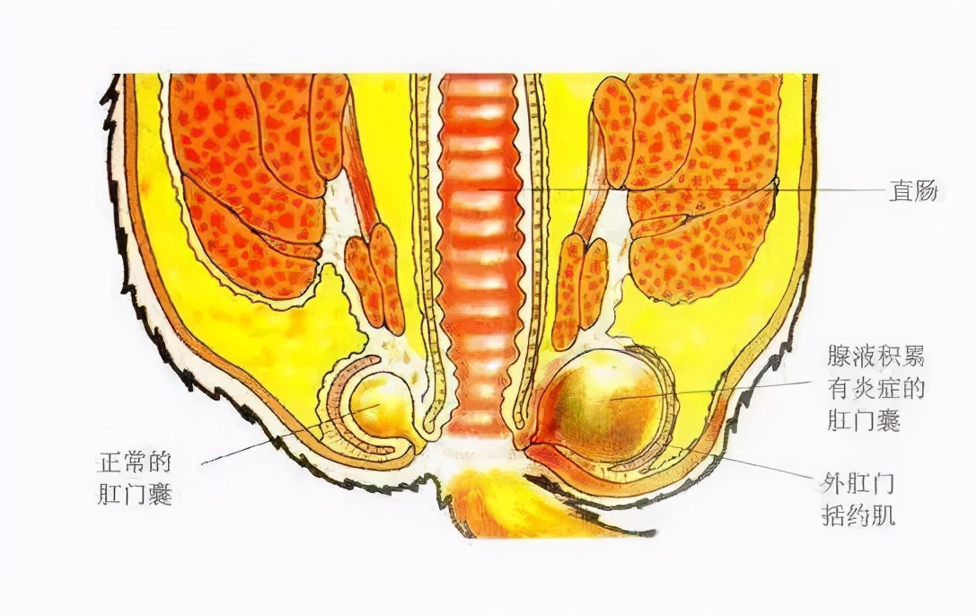 “我半夜不小心摸了猫的肛门腺，被臭到当场裂开！”