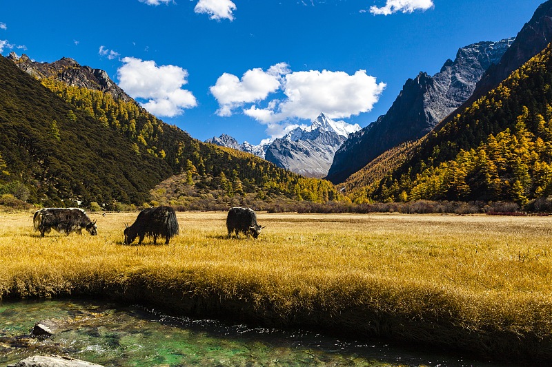 稻城亚丁顶级徒步路线,四川稻城亚丁徒步露营