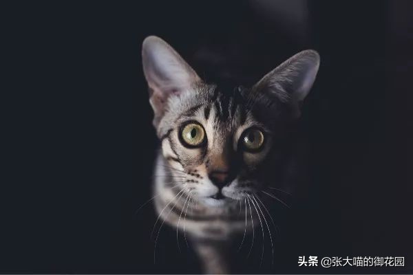 辟谣猫咪传染狂犬病的真相,猫咪是否传染新冠