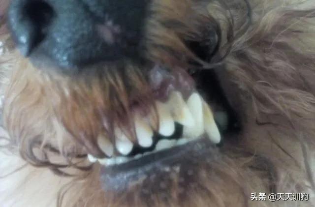 科学养犬四个标准是指哪些,科学养宠攻略狗不能吃什么