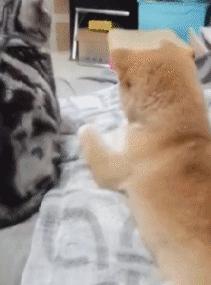 搞笑动图gif狗,搞笑动图gif赵本山