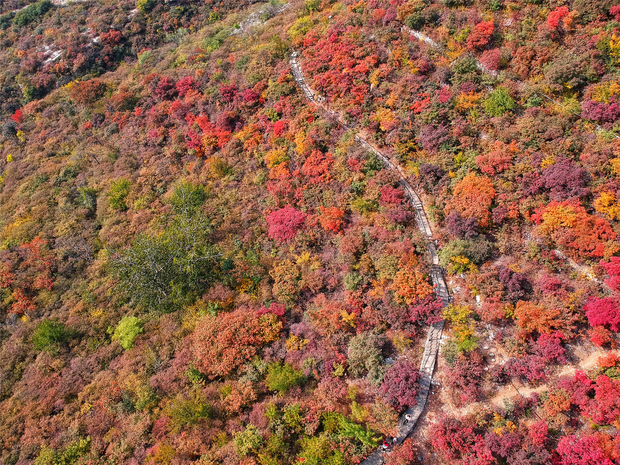 赏红叶最佳目的地,房山坡峰岭红叶最佳观赏