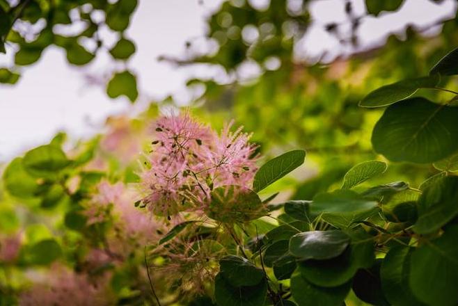 黄栌根腐病,黄栌枯萎病