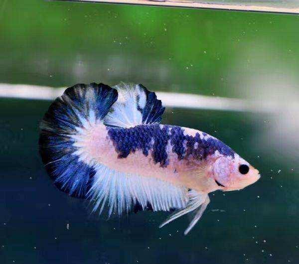 泰国斗鱼在泰国的饲养环境,泰国斗鱼养殖需要什么条件