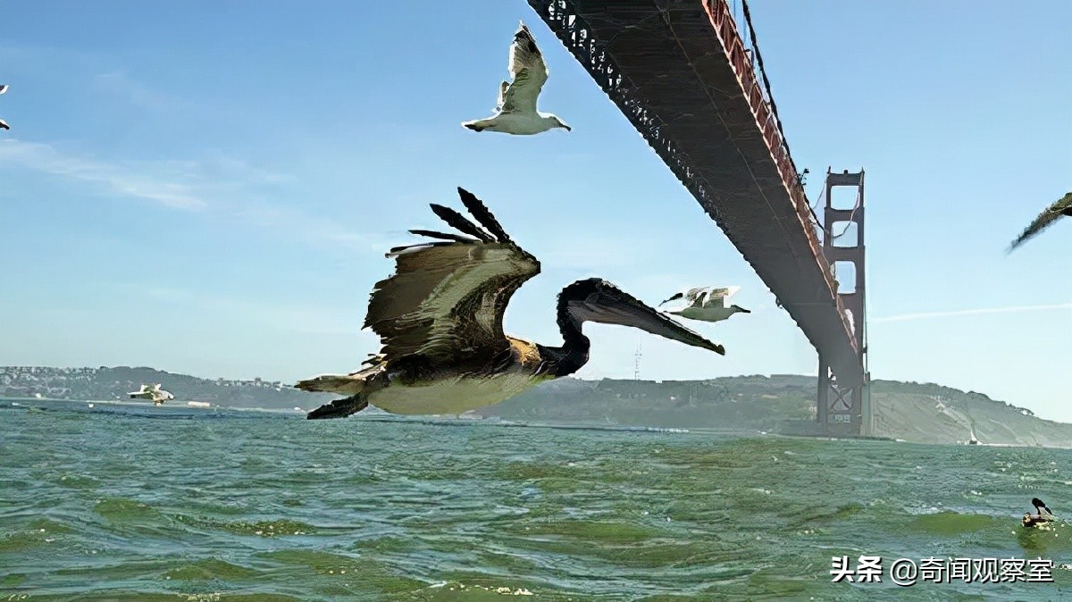 不可能越狱的监狱高手越狱成功,不可能越狱的监狱