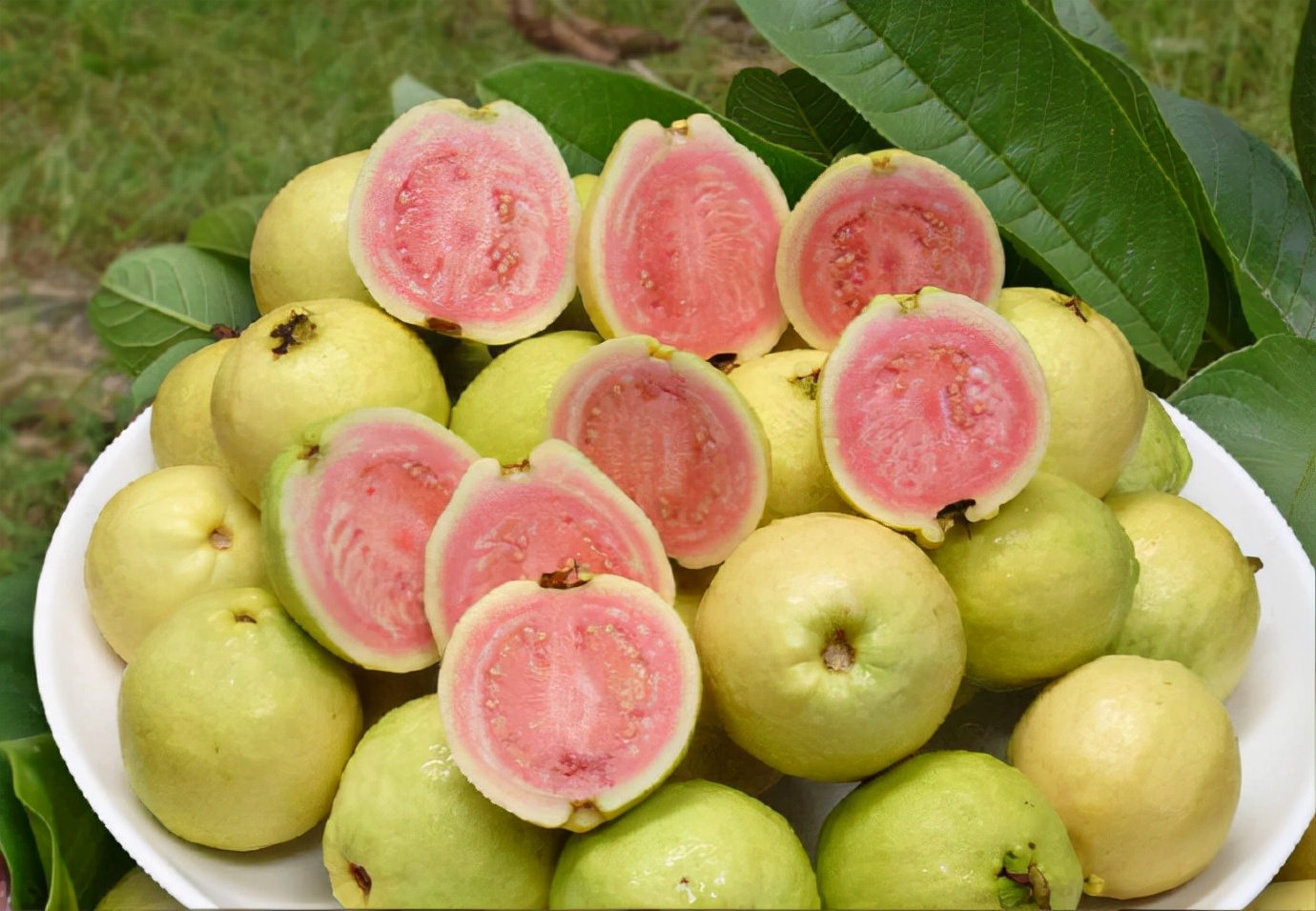 缅桃的学名是什么,老缅桃的功能与作用