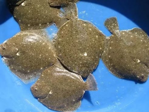 大菱鲆养殖用什么消毒,大菱鲆常见病害