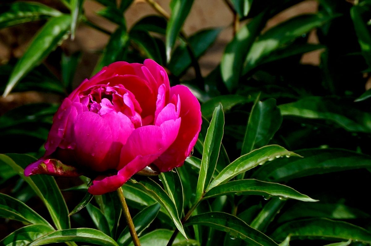 花中宰相芍药花开,花中宰相指什么花
