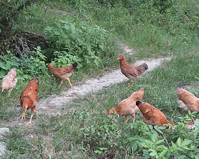 想要养好鸡怎么办,想要养好鸡喂水有诀窍