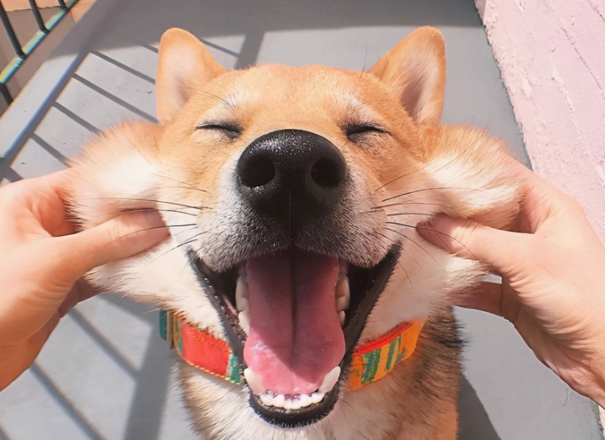 狗狗换新主人多久能适应,狗狗换了主人后会有什么表现