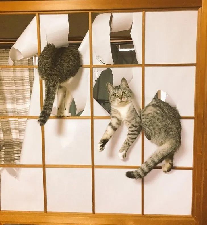 万万没想到猫咪是这样出现的,万万没想到猫