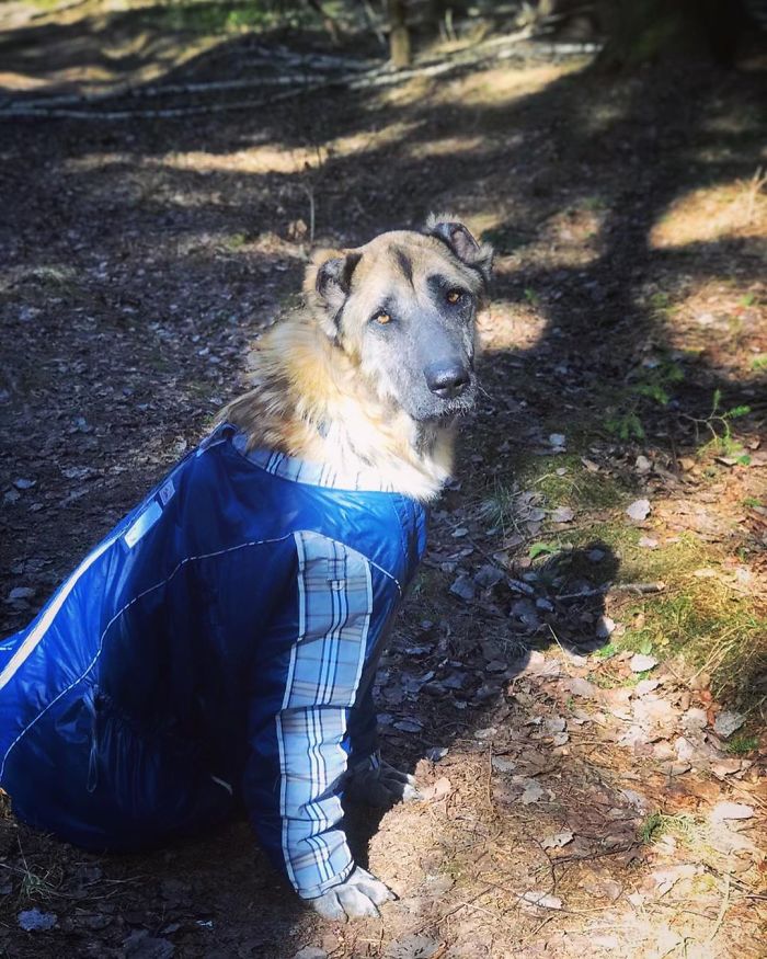 无良的犬舍,无良狗舍金毛是怎么培育出来的