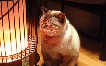 猫咪怕冷么多少度算冷,猫咪会怕冷吗