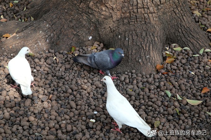 周末微旅行第一季,周末微旅行石湖
