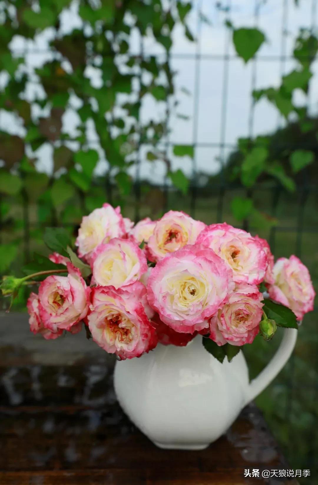 又一个十年,国产自育品种