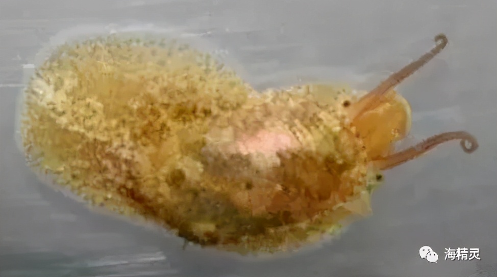 活石上不请自来的“偷渡客”，你们都是谁？