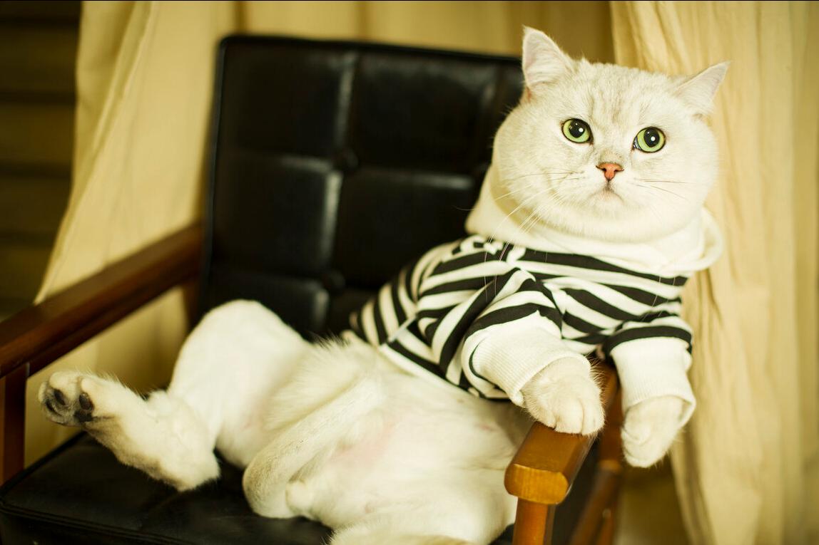 英短猫有什么毛病吗,英短猫咪为什么拉屎臭