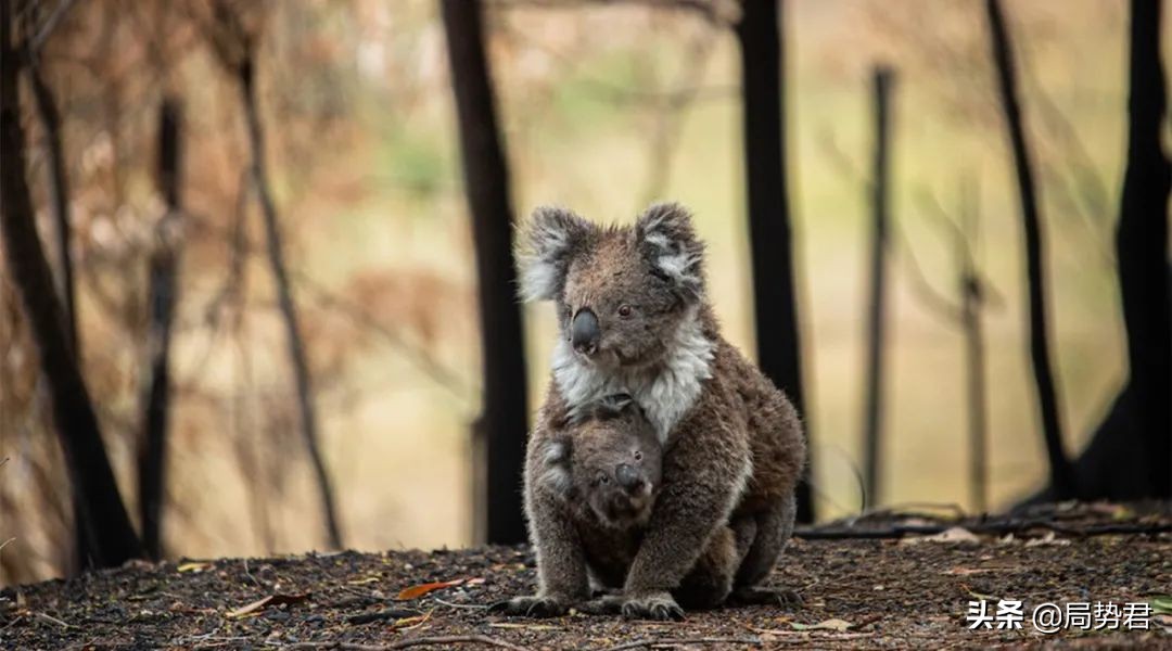 全球森林面积最低的国家排名,亚洲面积最大的人工红松森林