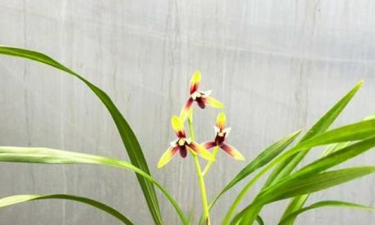 云南四川兰花,四川出产什么样的名贵兰花