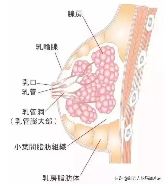 乳房癌、宫颈癌与HPV