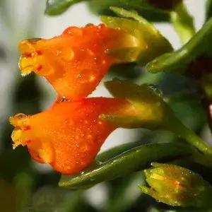 室内四季好养的双色金鱼吊兰,金鱼吊兰哪种好看