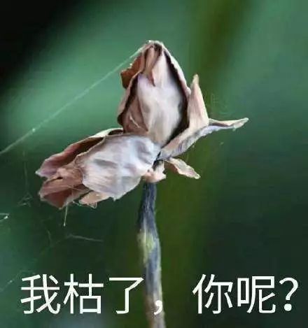 范冰冰微商,范冰冰有没有回归娱乐圈