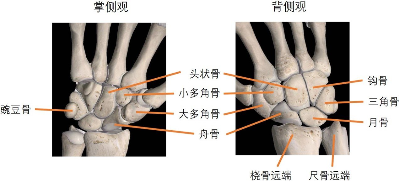 摇晃手臂肩关节有咔咔响,晃动手腕咯咯响正常吗