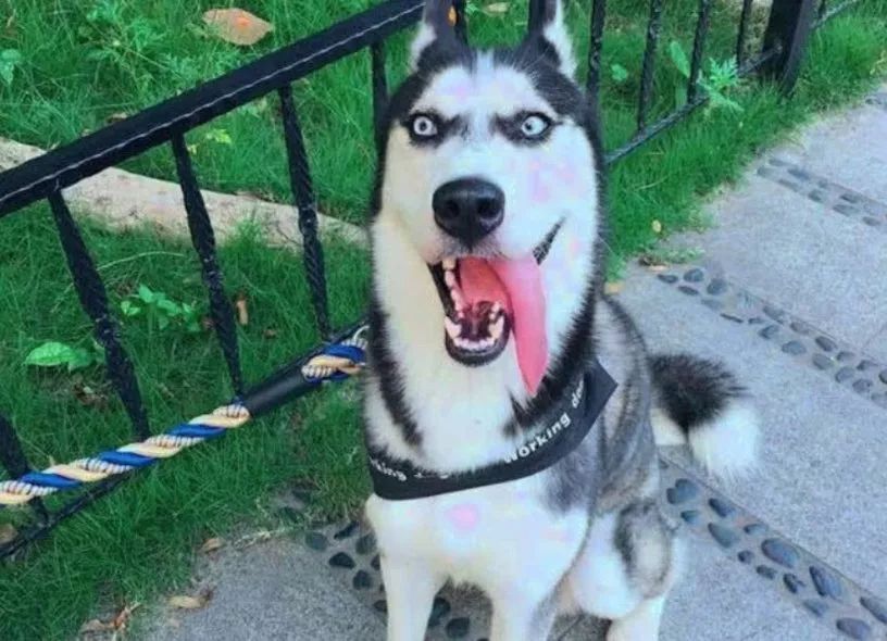 狗狗跑丢怎样找,狗狗走丢找回视频