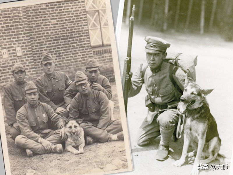 日本侵华时军犬,日本战败后伪军怎么处理