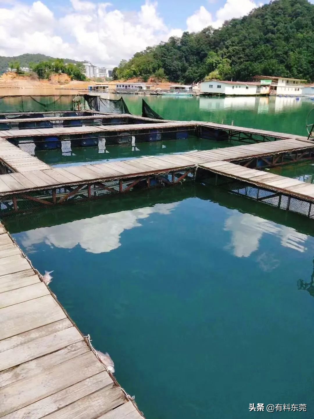 牛鞭牛宝汤优惠团购,牛宝牛鞭汤优惠