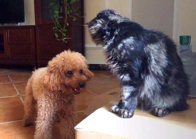 最讨厌泰迪犬的原因,为什么很多人讨厌泰迪犬