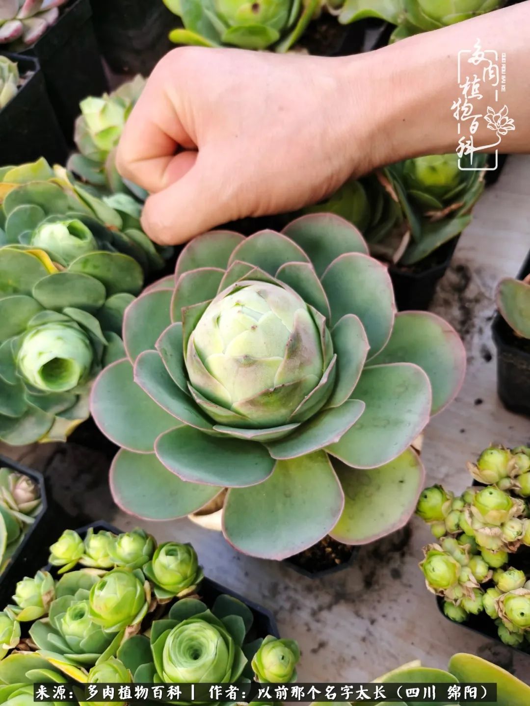山地玫瑰夏天,夏季的山地玫瑰
