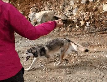 主人回家后发现哈士奇不见了,美国夫妻被抓救出两条狗