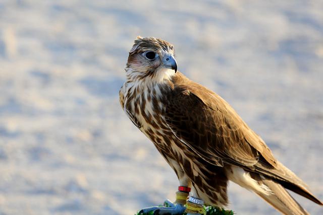 迪拜人均gdp跟中国人均gdp对比,迪拜最新人均gdp