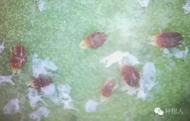 防治柑橘红蜘蛛药剂的药效评价,柑橘使用代森锰锌复配红蜘蛛药剂