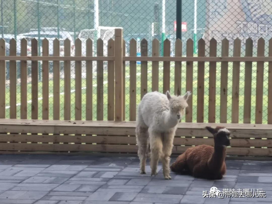 北京五环内新开萌宠乐园，除了喂动物，还能玩大滑梯、免费享帐篷