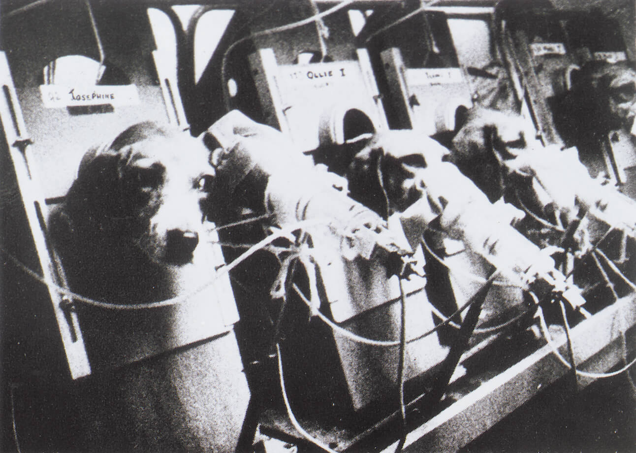 比格犬实验犬销售渠道,实验比格犬适合家养吗