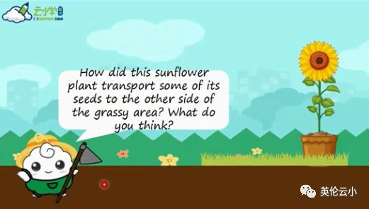 植物是怎么传播种子的二年级上册,植物传播种子方法有哪些举例说明