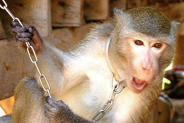 美国科学家谈中国转基因合法,美国专家谈中国转基因的危害