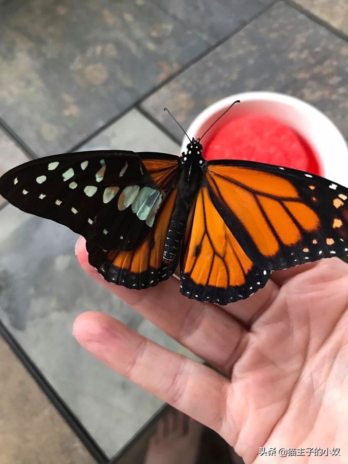 鹦鹉被主人剪断整个翅膀,鹦鹉被主人拔羽管