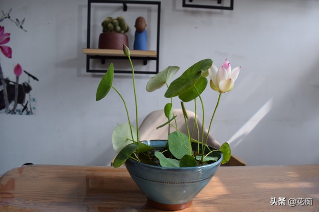 说好的碗莲呢?养了3年,连一朵花都没见,最后只收获一堆菜藕