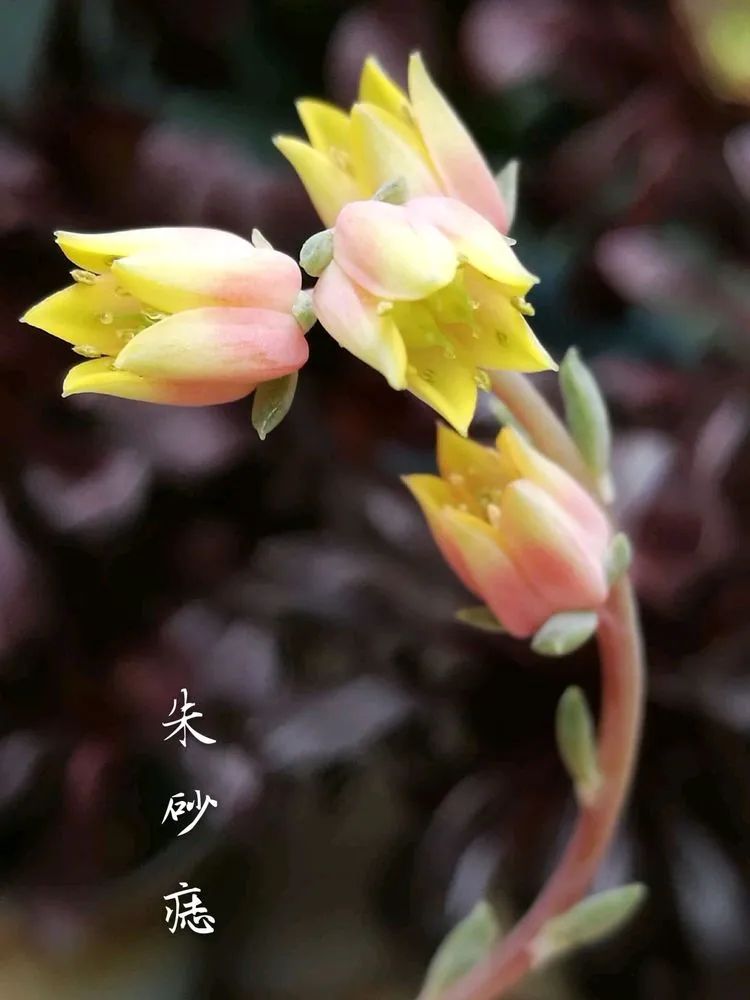 适合从小养到大的多肉,由小到大由浅入深