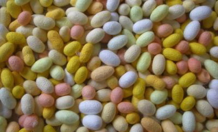 彩丝蚕养殖方法,彩蚕怎么培育成功