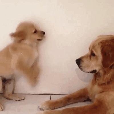 什么狗最好养又便宜不咬人,适合男生养的狗又便宜又好养