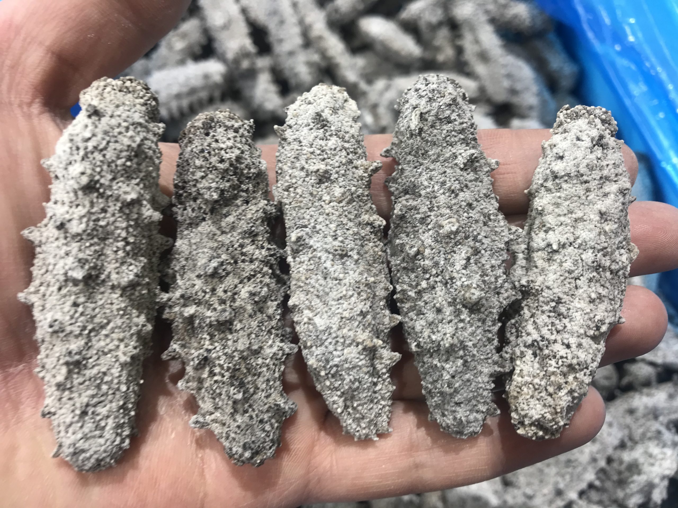 淡干海参价格大概多少钱一斤,淡干海参的价格多少钱一斤合适