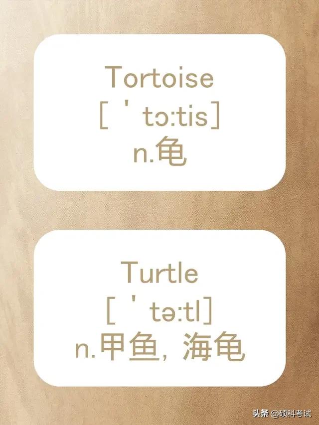 动物的英文拼写及音标,关于动物的单词及音标