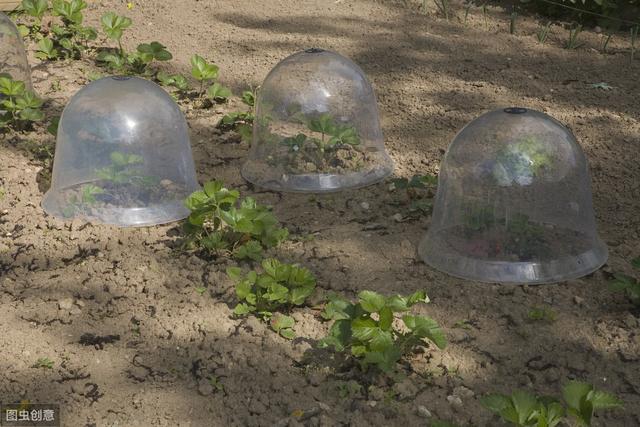 砂仁种植技术和方法,怎样使砂仁高产